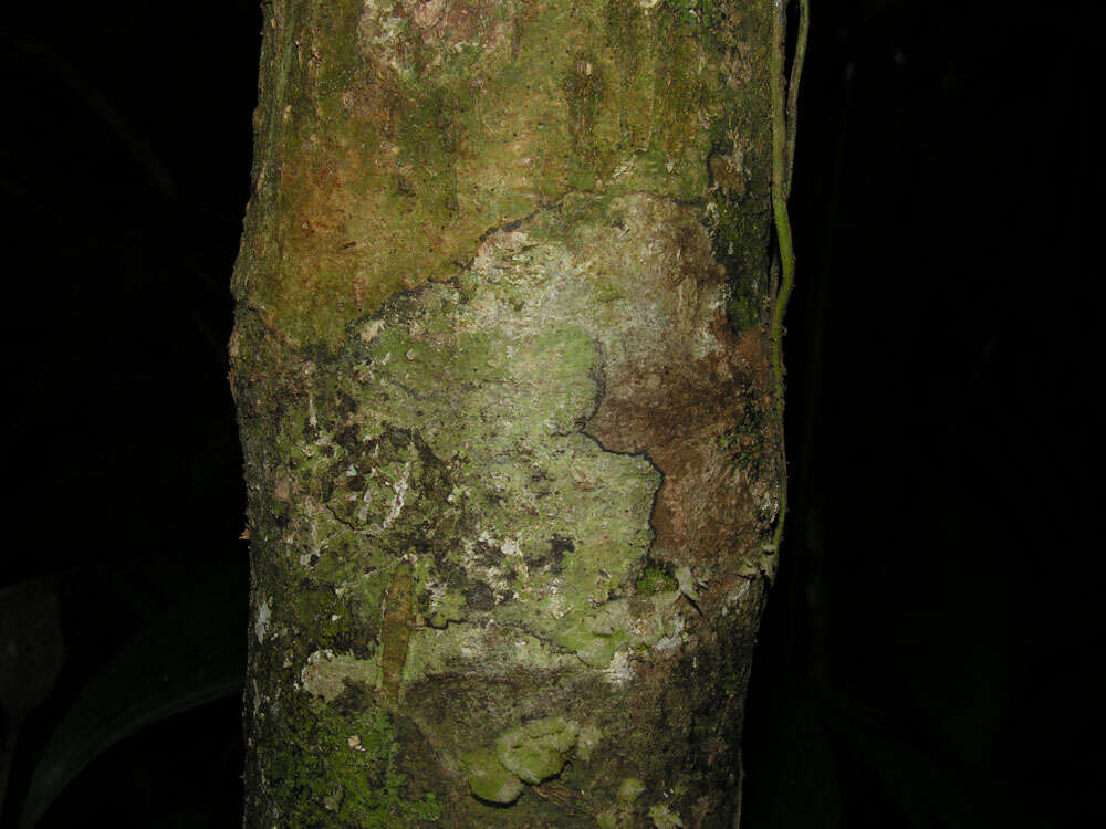 Image of Sarcaulus