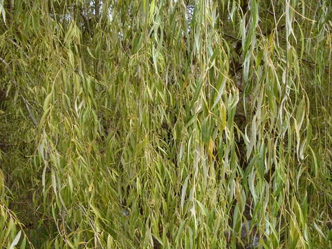 Image of Peking Willow