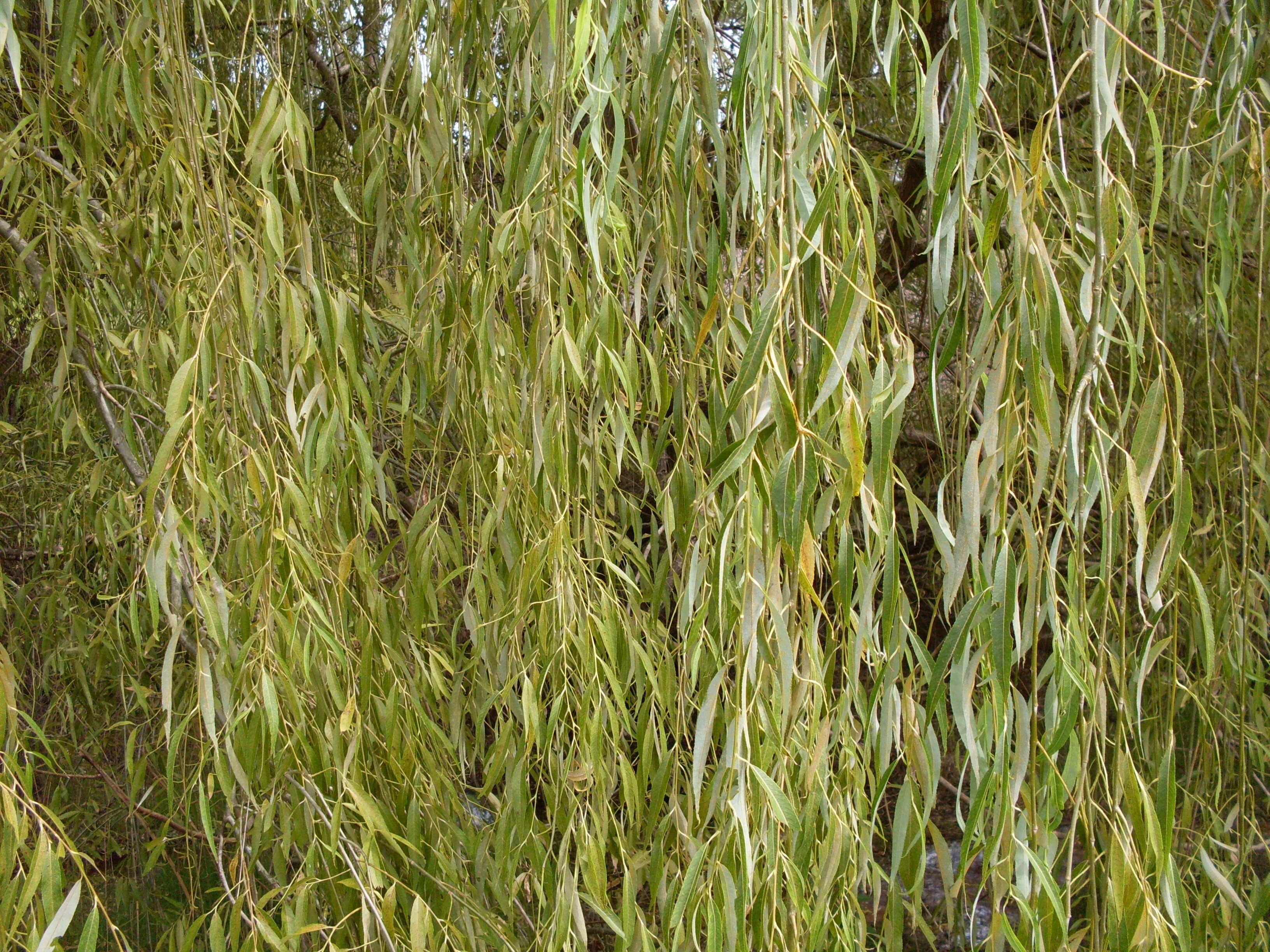 Image of willow
