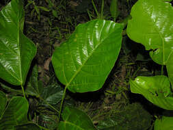 Image of Dendropanax sessiliflorus (Standl. & A. C. Sm.) A. C. Sm.