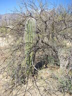 Image of saguaro