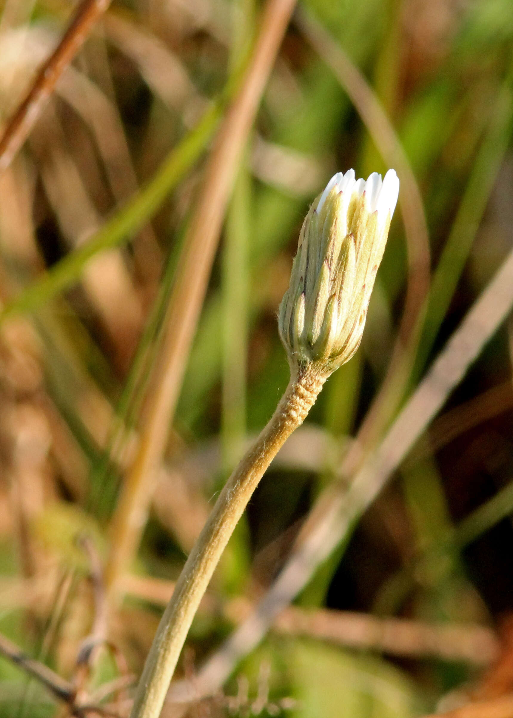 Image of woolly sunbonnets