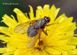 Image of house flies and relatives