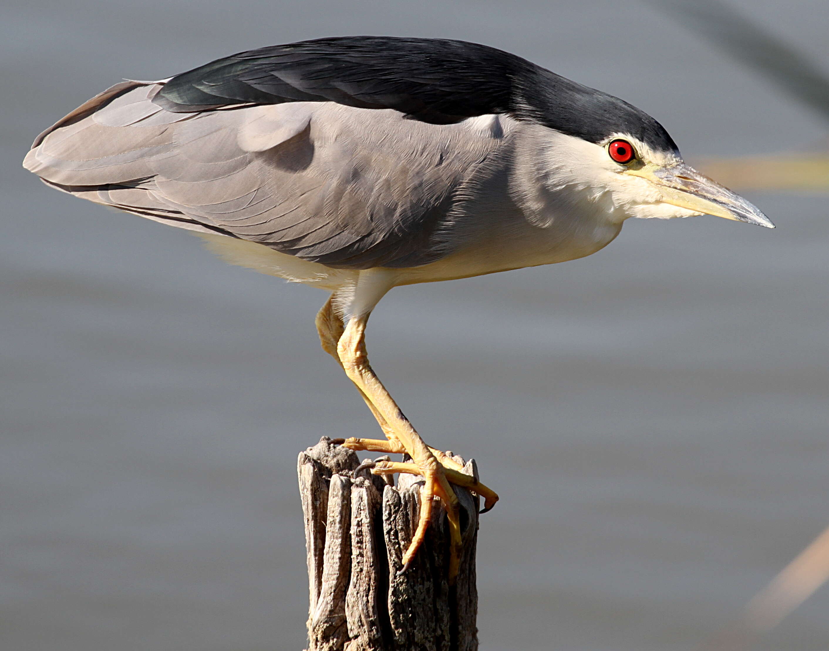 Image of Night Herons