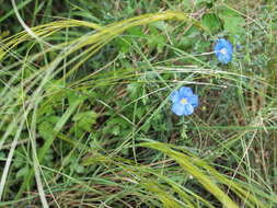 Image of Asian flax