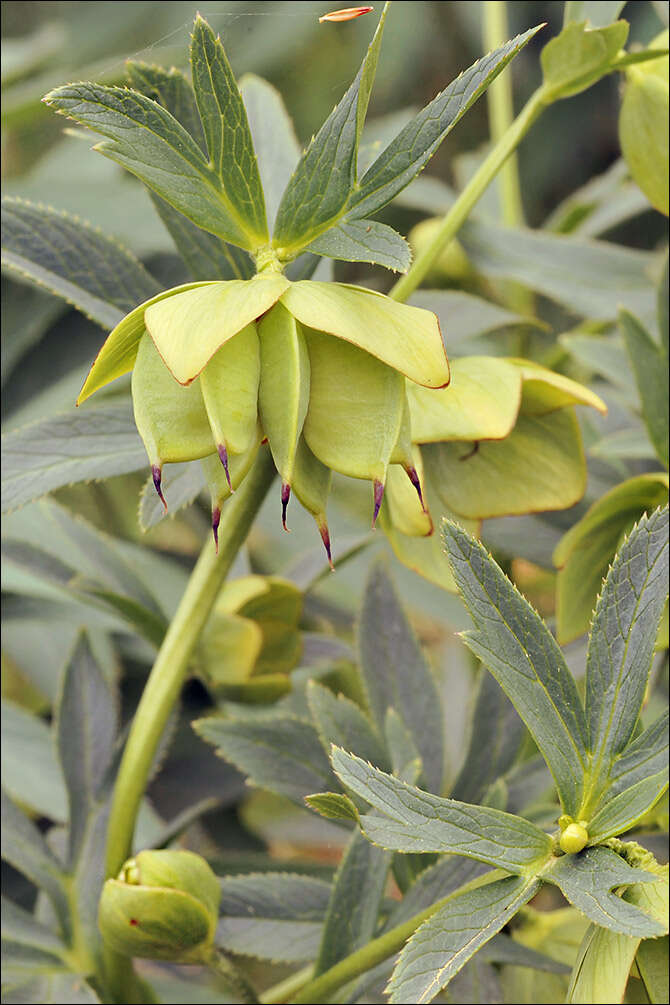 Image of Helleborus bocconei subsp. siculus (Schiffner) Merxm. & Podl.