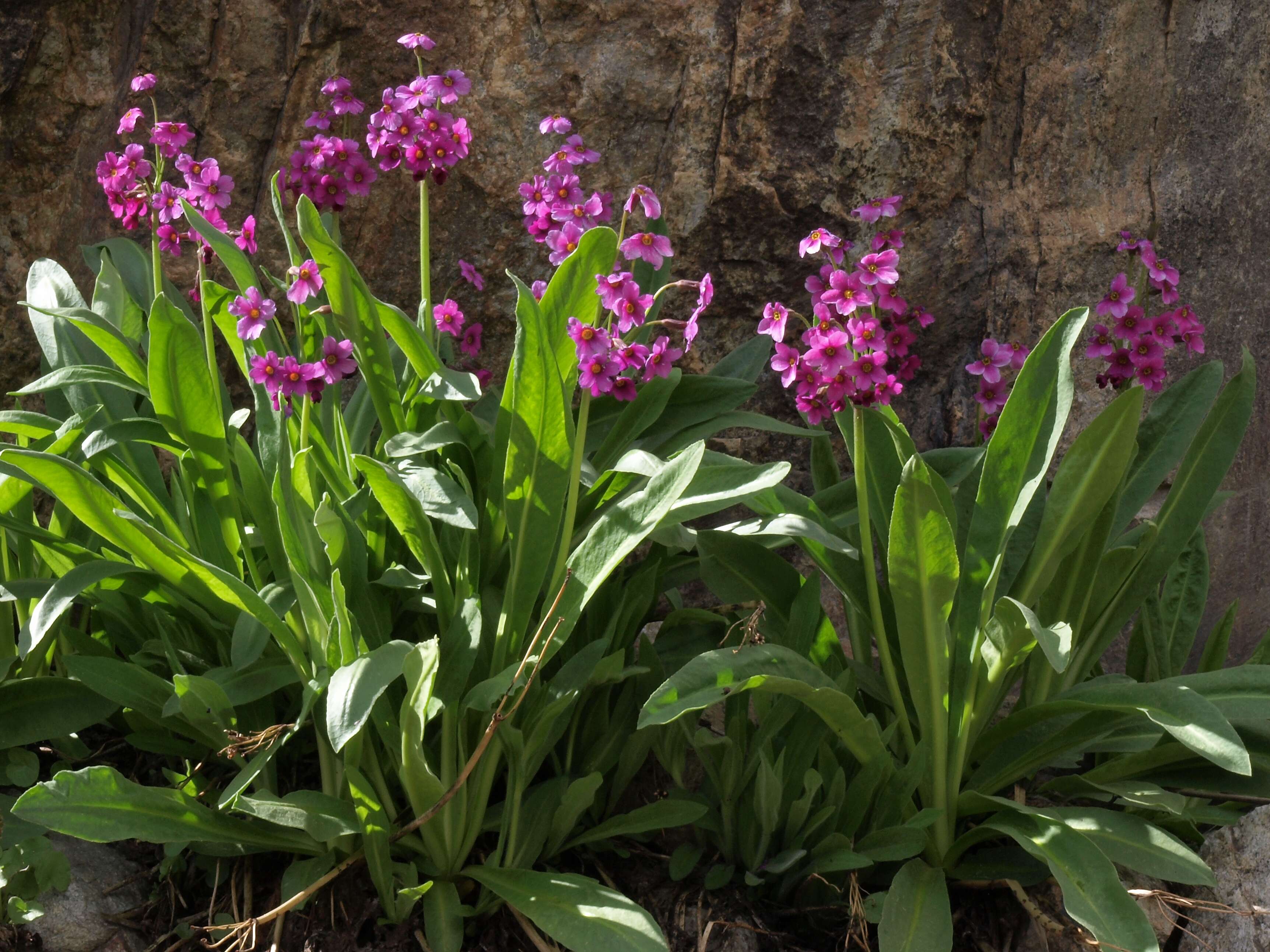 Image of Parry's primrose