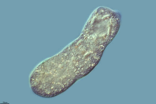 Image of Pelomyxidae