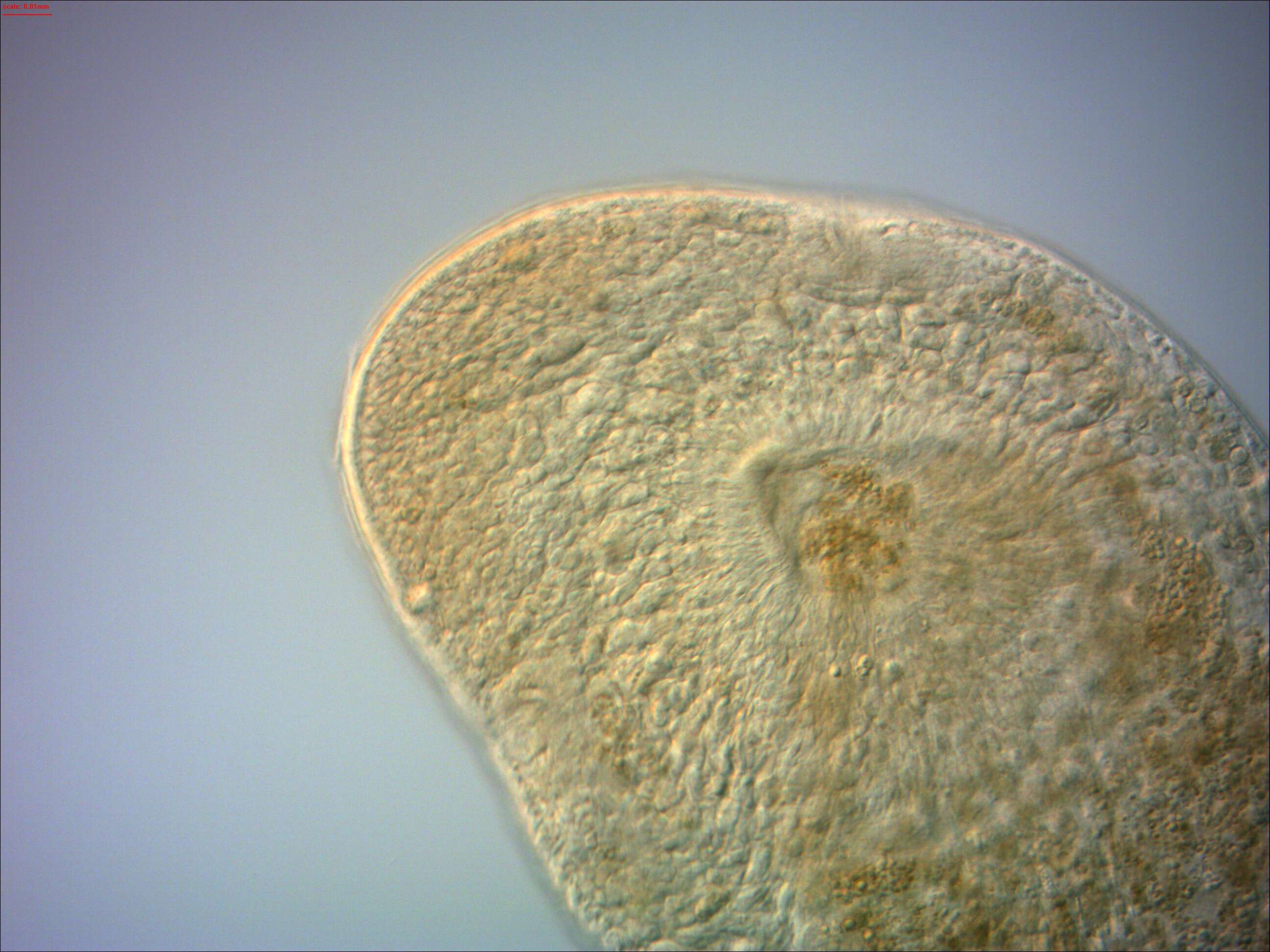 Image of Microstomum