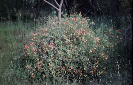 Image of Lechenaultia