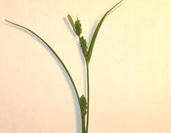 Image of eastern woodland sedge