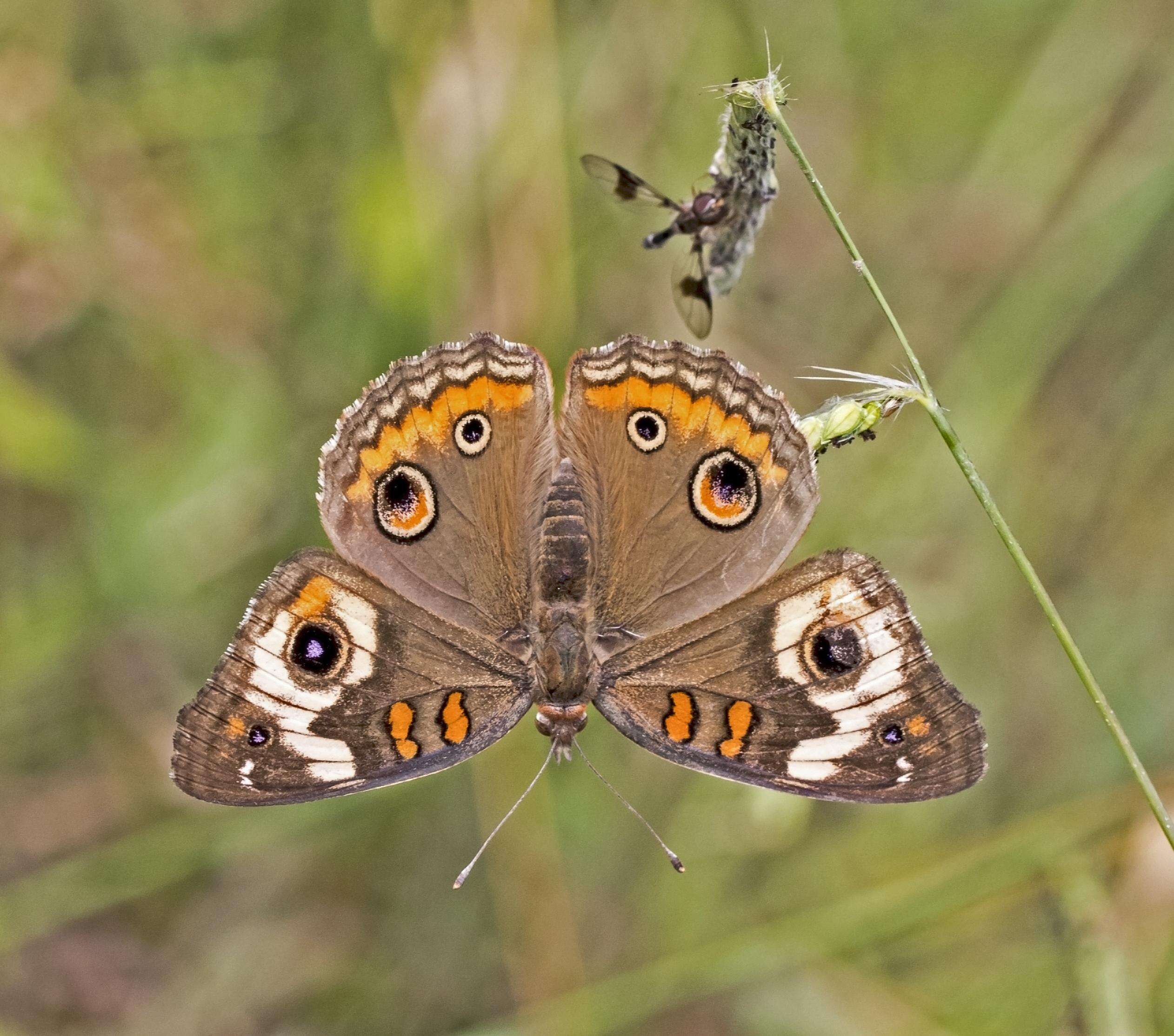 Image of Common buckeye