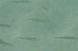 Image of Spratelloides