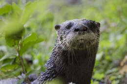 Image of Otter sp.