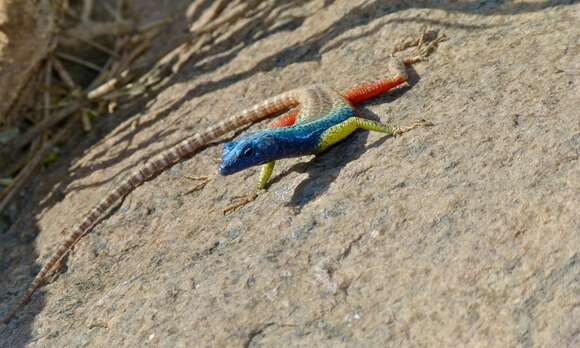 Image of Broadley’s flat lizard