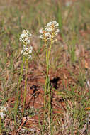 Image of Stackhousia