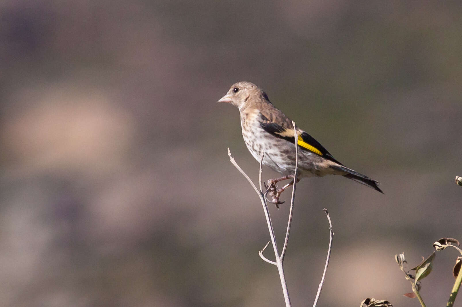 Imagem de Carduelis Brisson 1760