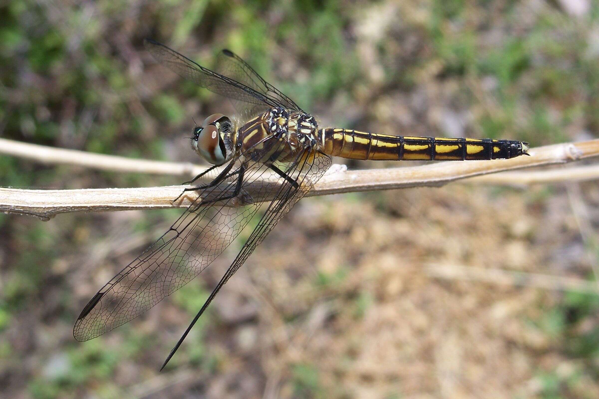 Image of Blue Dasher