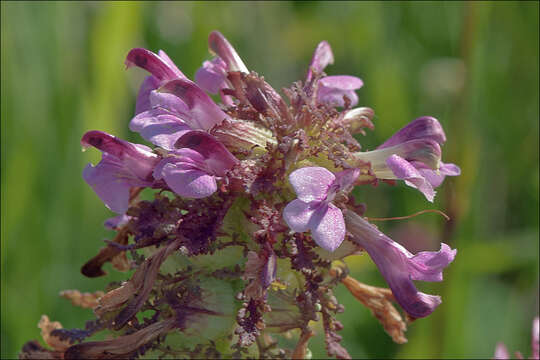 Image of European purple lousewort