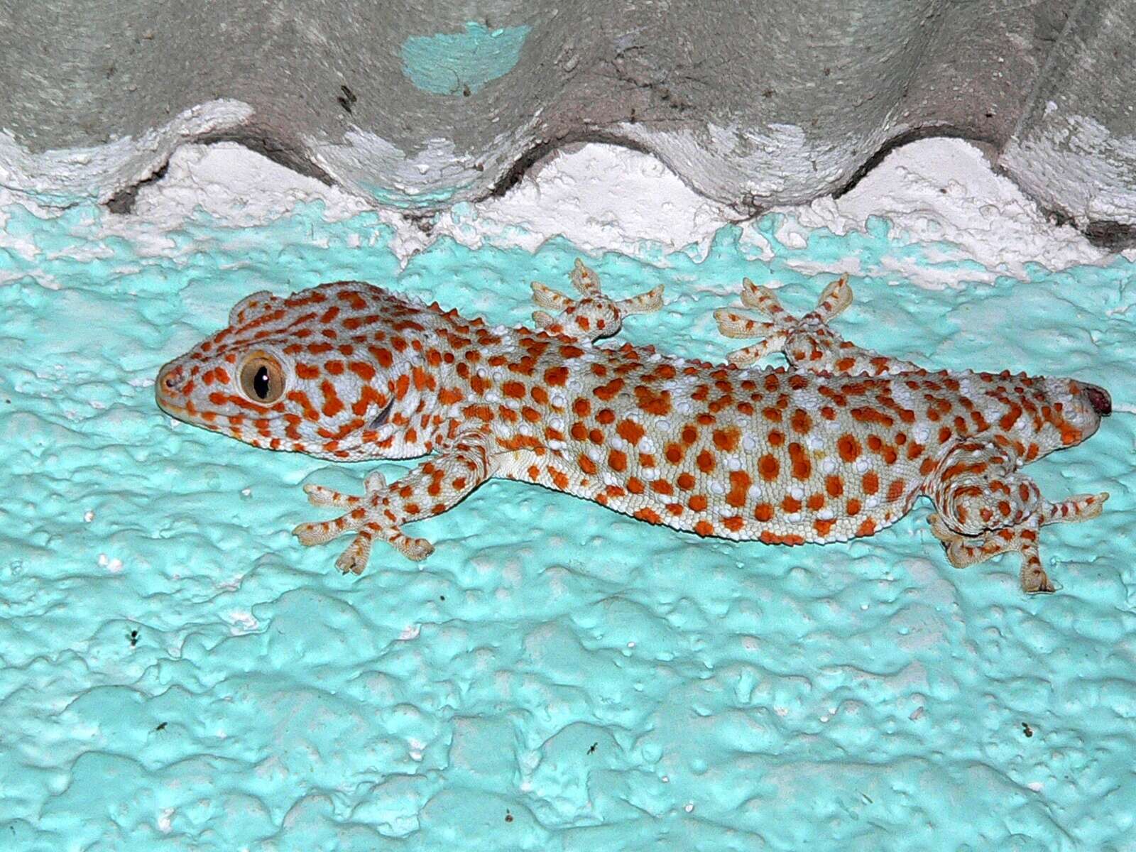 Sivun Gekko gecko (Linnaeus 1758) kuva