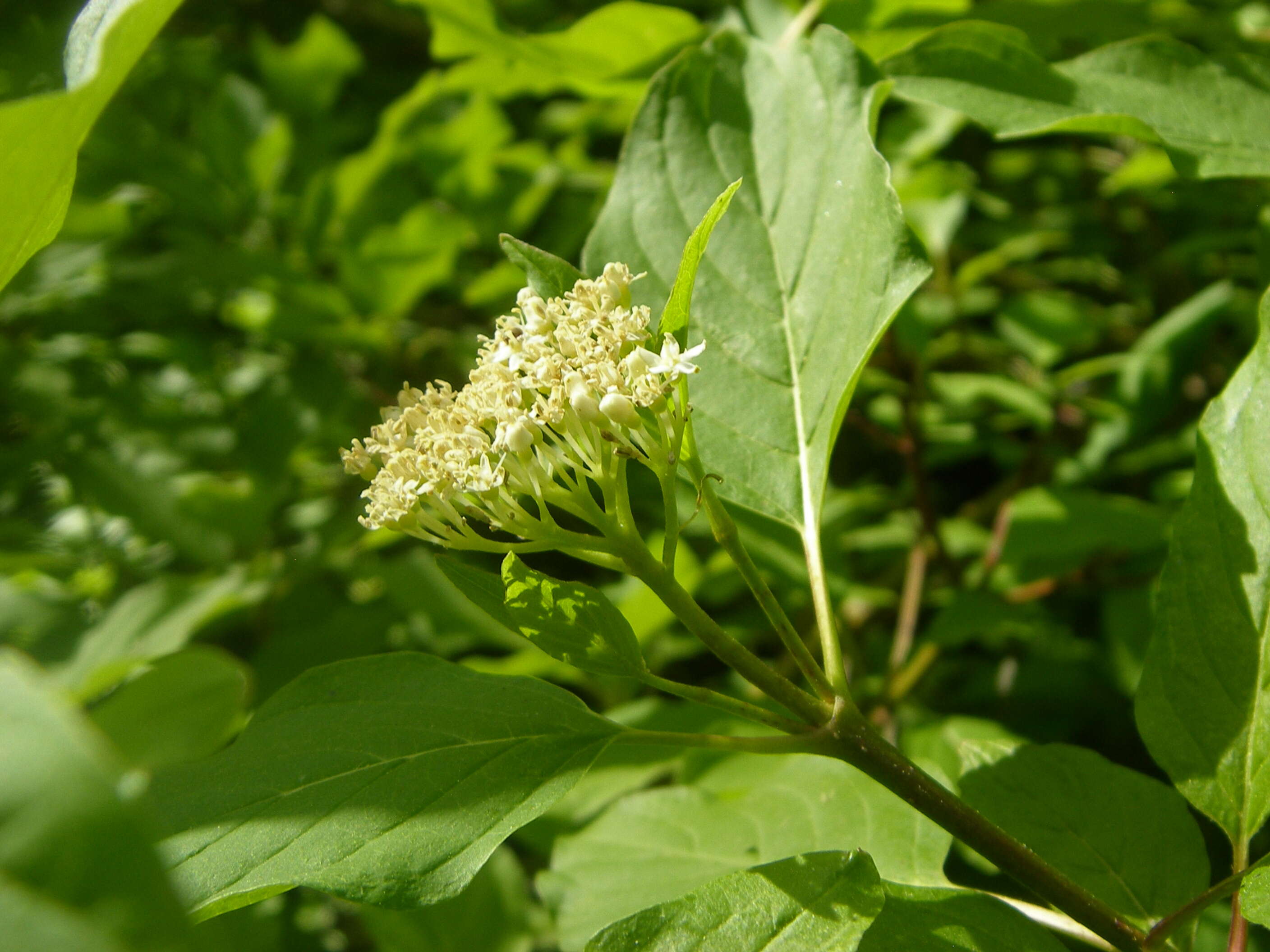 Cornus sericea L. resmi