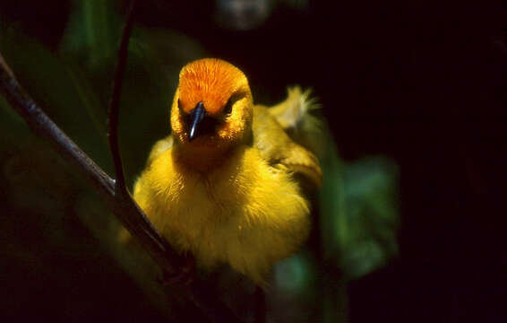 Image of Golden Palm Weaver