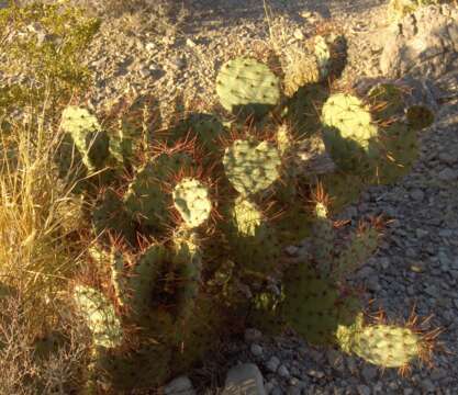 Image of pricklypear