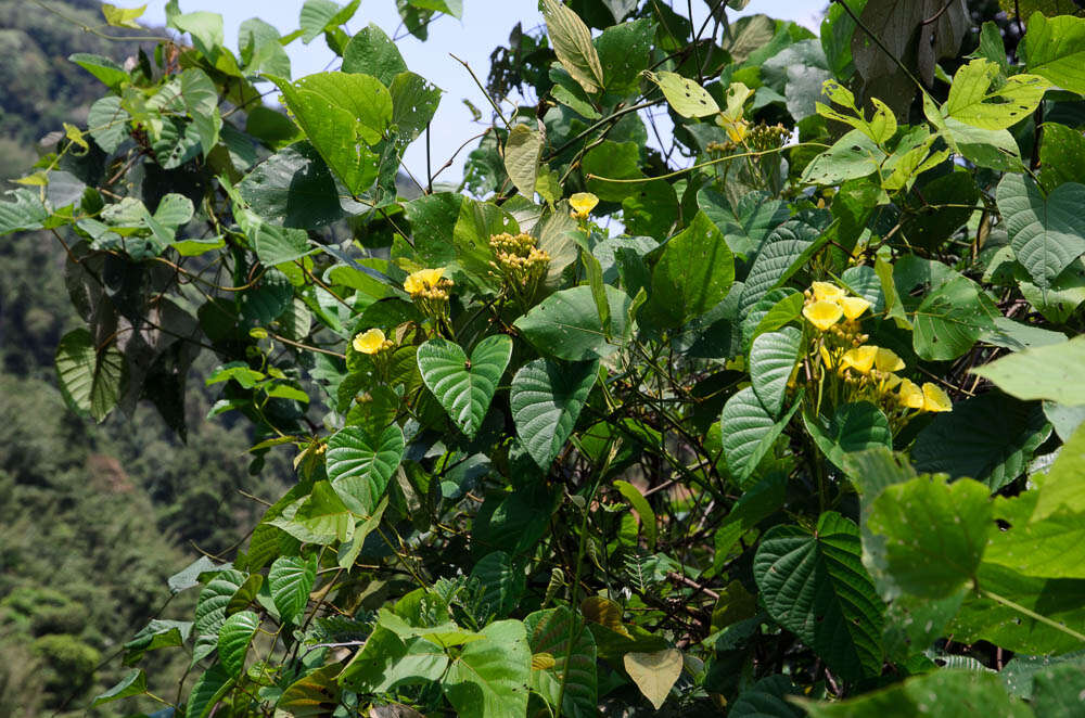 Image of Decalobanthus boisianus (Gagnep.) A. R. Simões & Staples