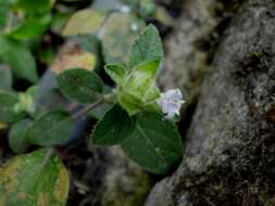 Image of Hemigraphis blumeana (Nees) Boerl.