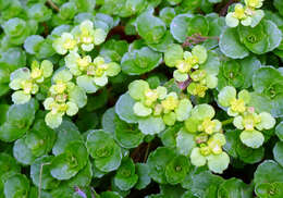 Image of golden saxifrage