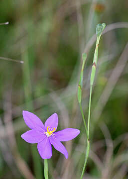 Imagem de Nemastylis floridana Small