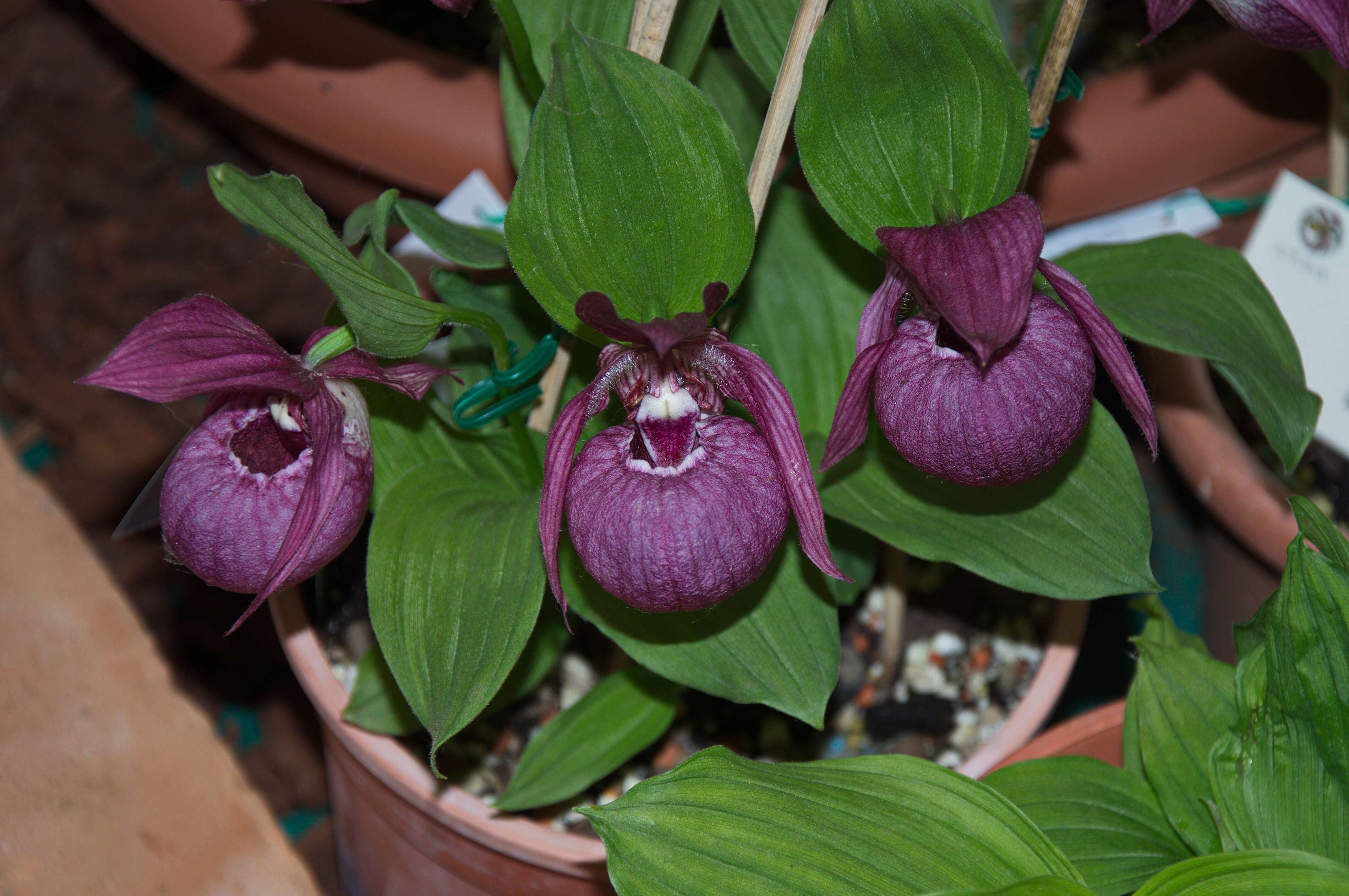 Image of Tibetian Cypripedium