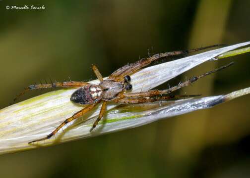 Image of Spotted Orbweavers