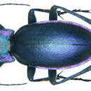 Image de Carabus (Megodontus) violaceus picenus A. & G. B. Villa 1838