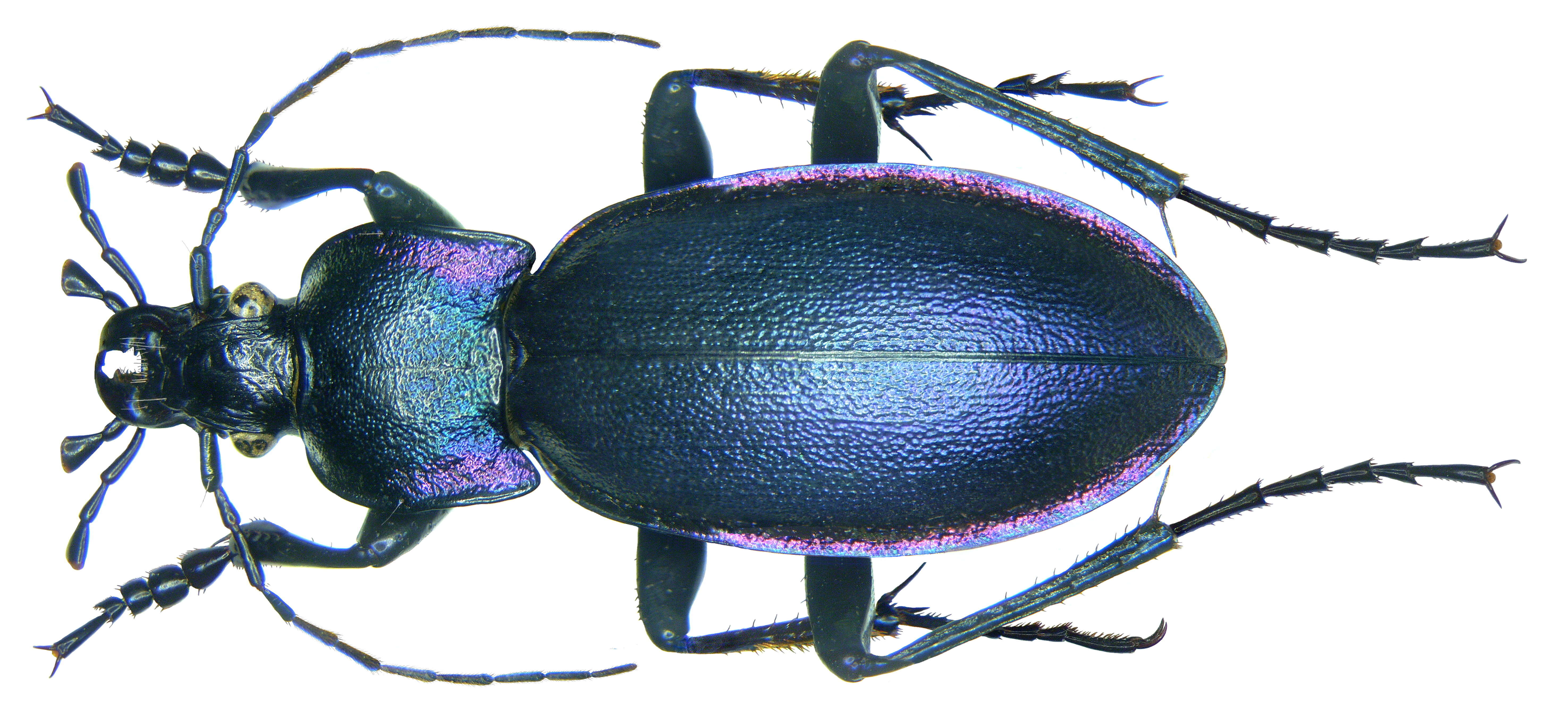 Image of Violet Ground Beetle