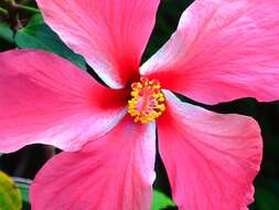 Image of rosemallow