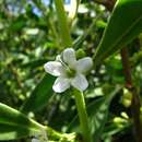 Image of Myoporum stellatum (G. L. Webster) O. Deg. & I. Deg.