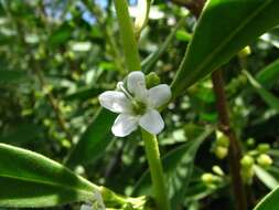 Image of Myoporum stellatum (G. L. Webster) O. Deg. & I. Deg.