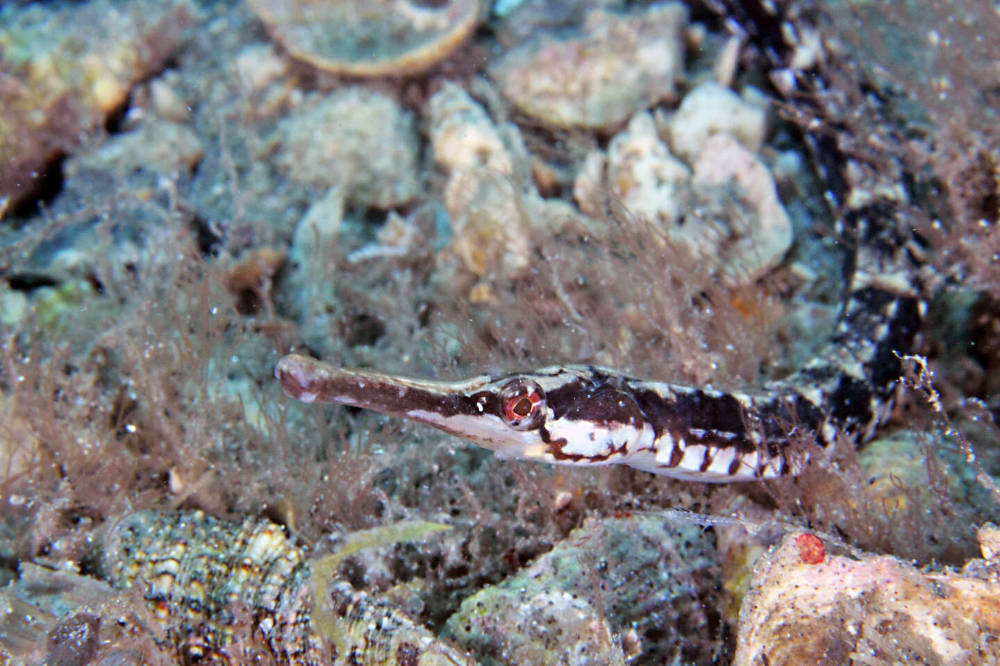 Image of Chain pipefish