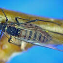 Image of Pterocomma bicolor (Oestlund 1887)