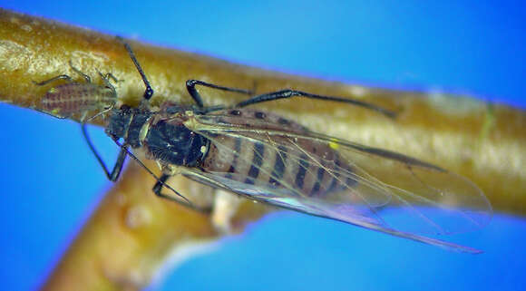 Image of Pterocomma bicolor (Oestlund 1887)