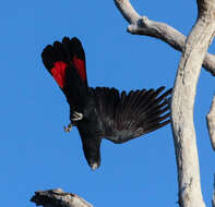 Image of Calyptorhynchus Desmarest 1826