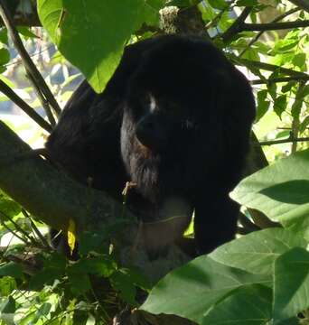 Imagem de Alouatta caraya (Humboldt 1812)