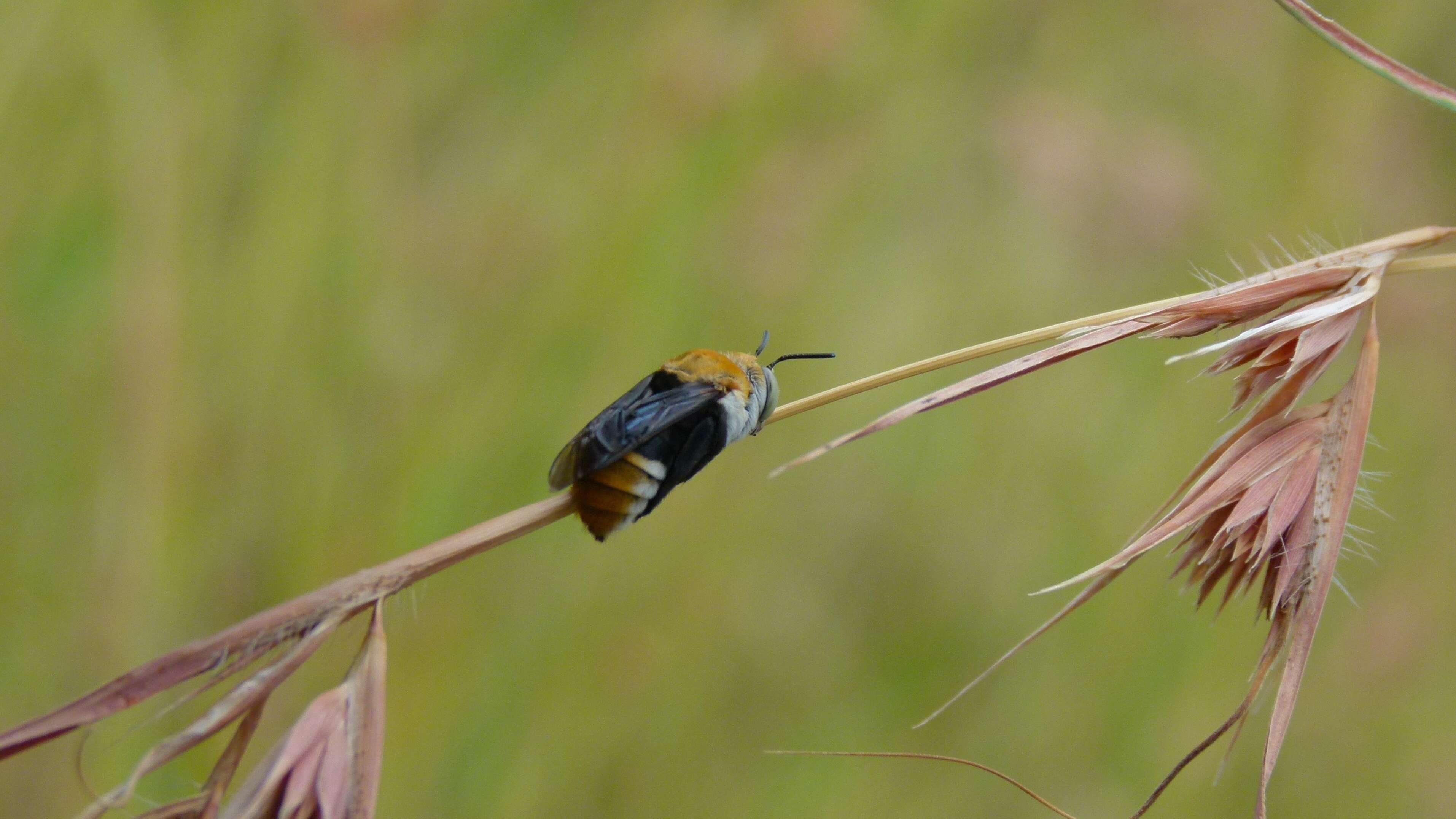 Image of Anthophorine Bees