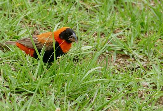 Image of Red Bishop