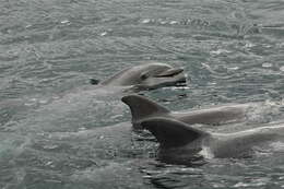 Image of Bottlenose Dolphin