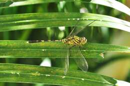 Image of Skimmers (Dragonflies)