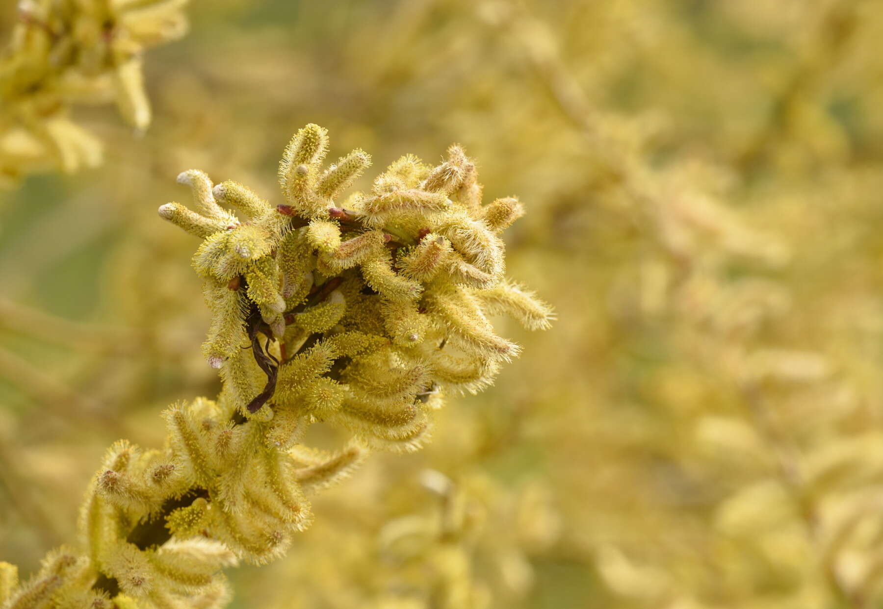 Image of Sachalin Willow