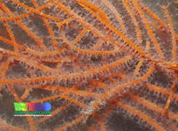 Image of Orange fan soft coral