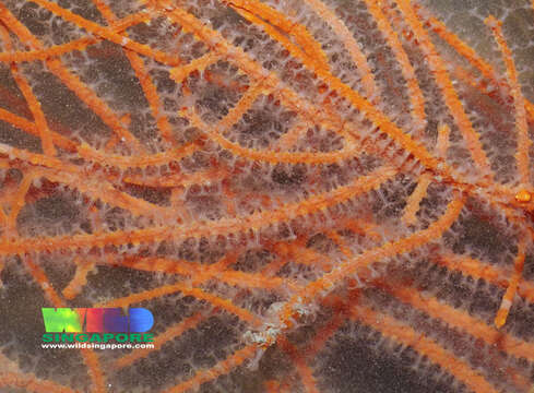 Image of Orange fan soft coral